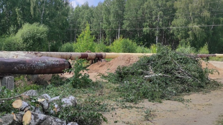 По генплану — высотки: кто и зачем срубает деревья у Тверицкого бора в Ярославле