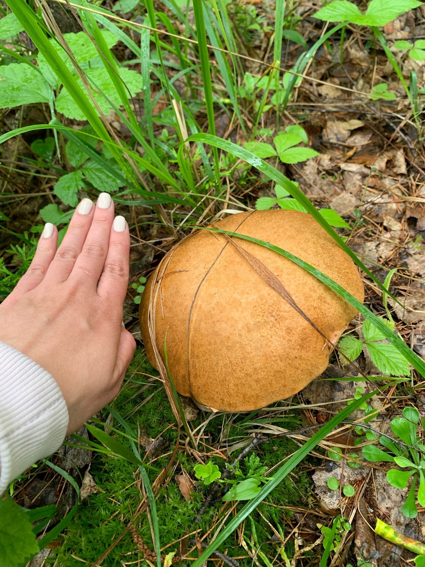 Прятаться в траве огромному грибу непросто — он больше руки и хорошо заметен на расстоянии