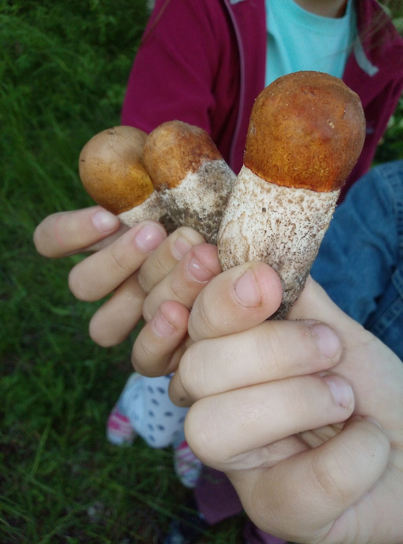 Небольшие грибочки из Верхнетоемского района