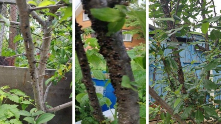 Тюменцы заметили в своих огородах аномальное количество насекомых — они уничтожают деревья