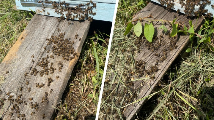 «За одно утро — 50% семей». В Свердловской области стали массово гибнуть пчелы