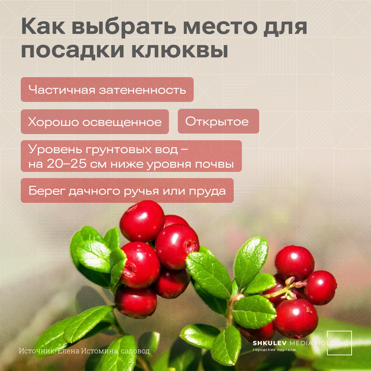 Выбираем подходящее место для посадки клюквы