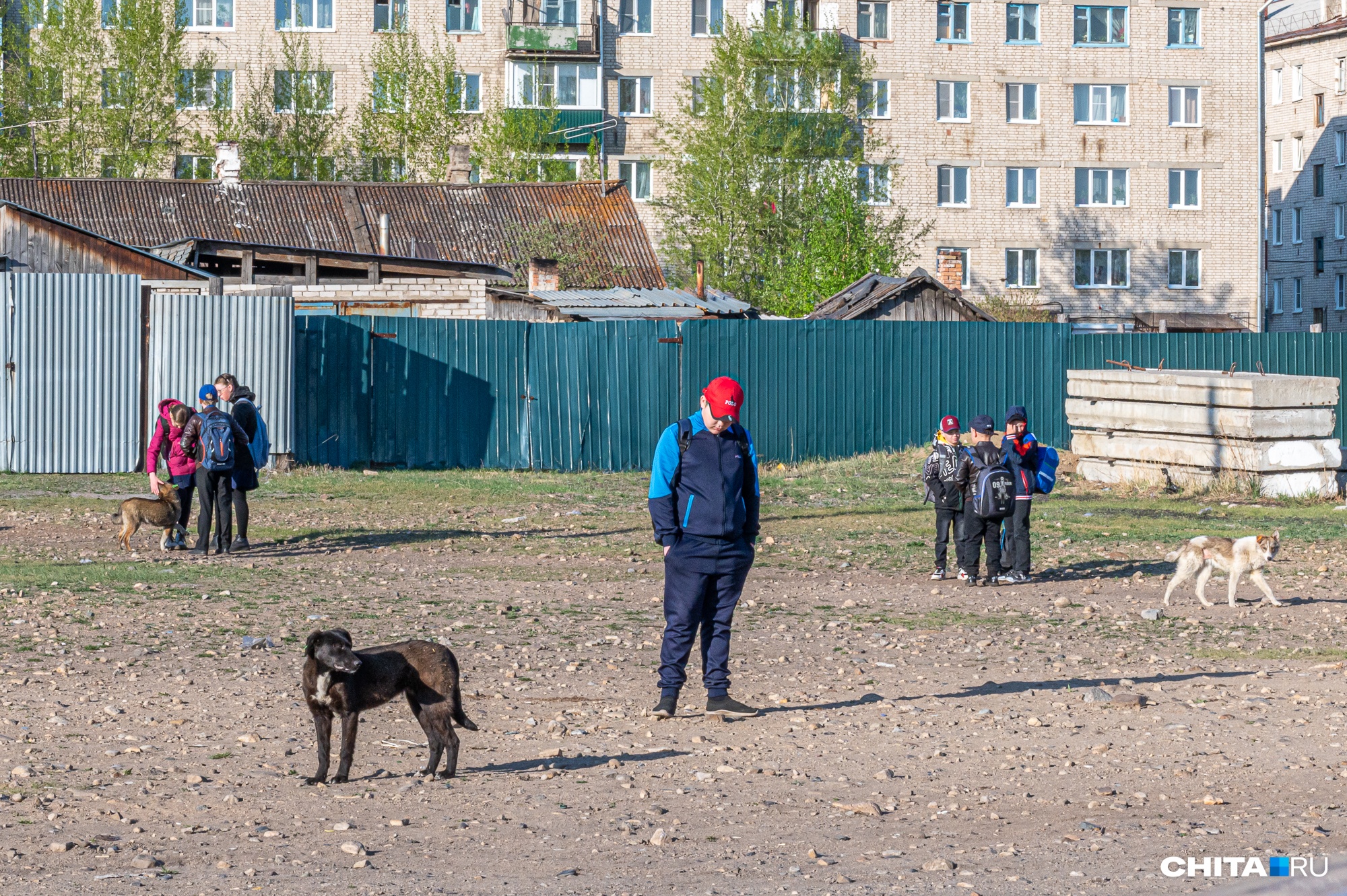 Бездомные собаки покусали 690 человек в Забайкальском крае в 2022 г.