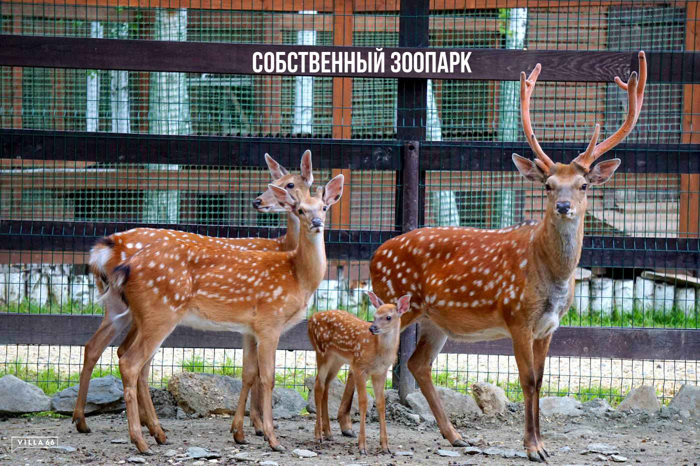 В поселке есть даже свой зоопарк В поселке есть даже свой зоопарк