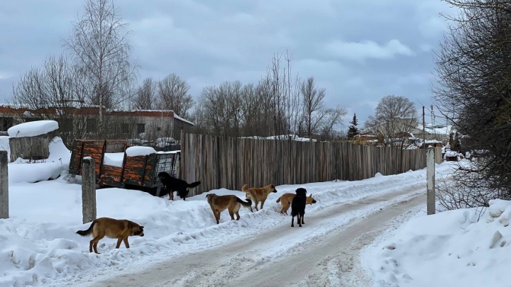 Ни туда ни сюда: как в Ярославской области система борется с бездомными животными