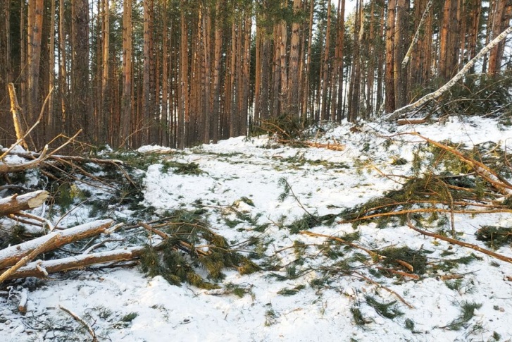 Вырубленные деревья складировали в лесу