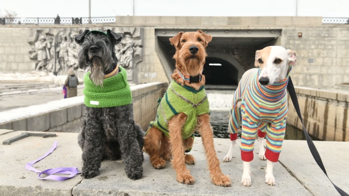 На Плотинке собаки ирландских пород и их хозяева отпраздновали День святого Патрика и позвали весну в город