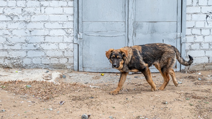 Обвинение забайкалке, чьи собаки загрызли девочку в Домне, утвердили в Генпрокуратуре России