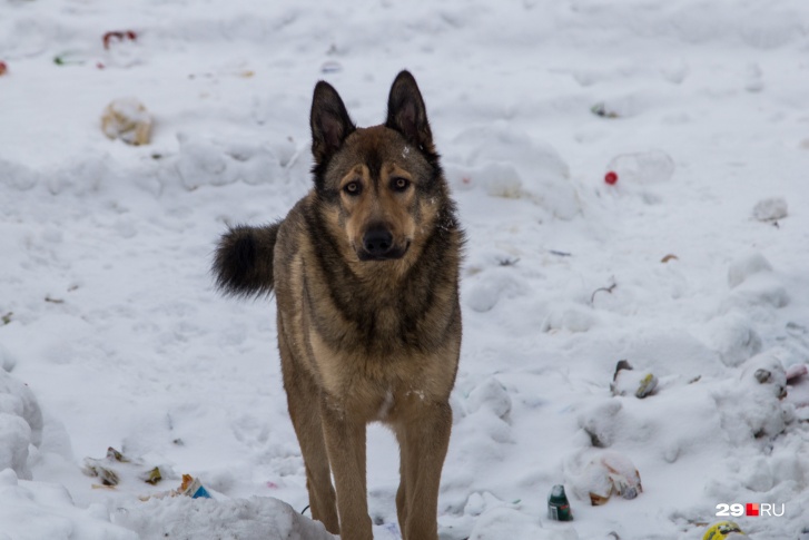 Это уже далеко не первое нападение бездомных собак на людей в Нижневартовске