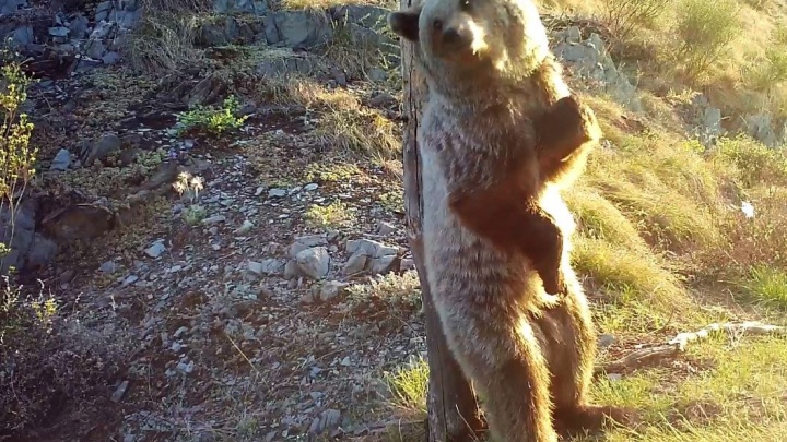 Камеры засняли забавные «танцы» медведей из заповедника на юге Красноярского края