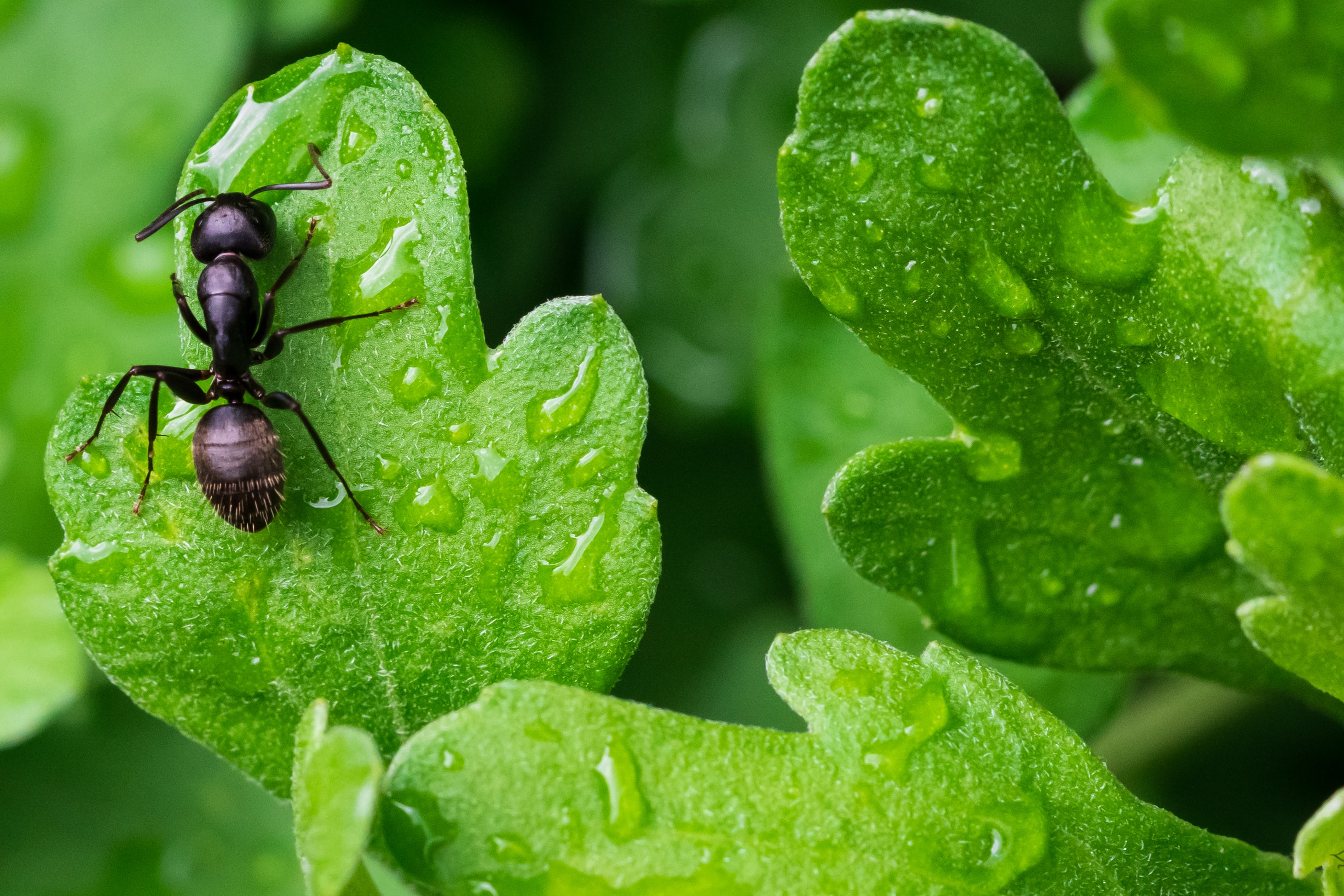 Запаситесь борной кислотой: как бороться с муравьями на огороде — самые эффективные способы