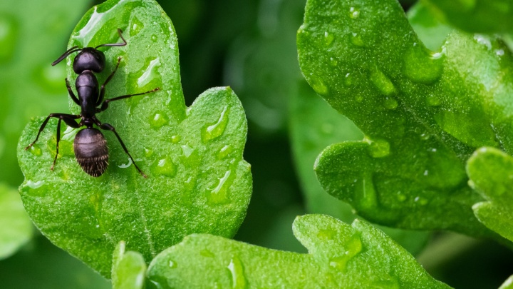 Запаситесь борной кислотой: почему муравьев и тлю называют «сладкой парочкой» и что с ними делать