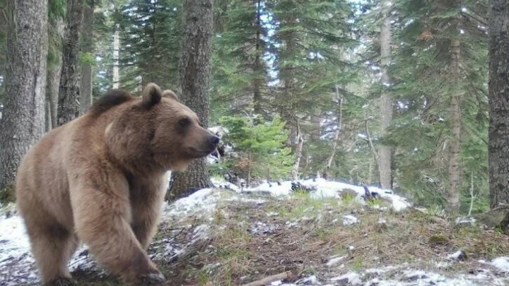 Сегодня ночью медведь гулял по улицам Красной Поляны