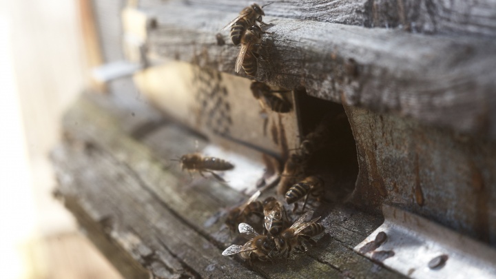 «Поражены практически все улья»: в Татарстане массово гибнут пчелы