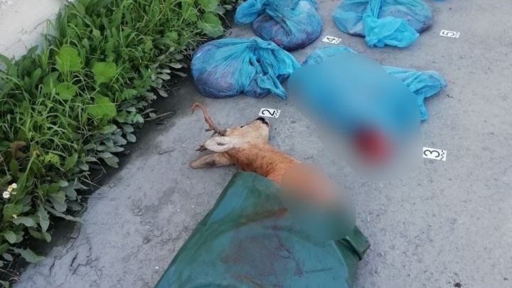 В Тюмени поймали водителя с тушами убитых лося и косули в багажнике. Публикуем фотографии