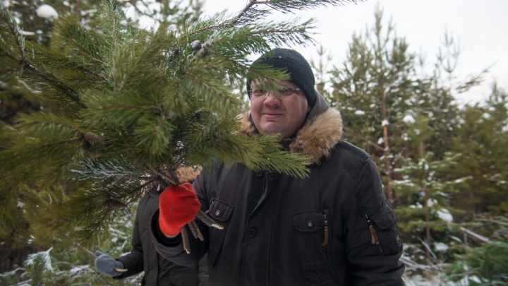 Где на Урале можно срубить елку и сколько это стоит: инструкция от E1.RU