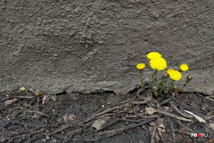 Весна прорывается в Ярославле, несмотря ни на что