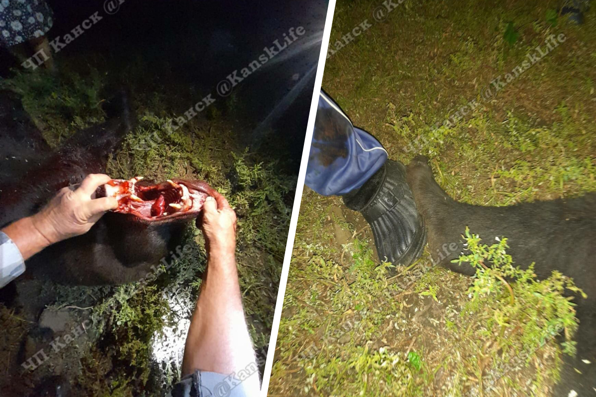 «Он уже ничего не боялся и шел»: в Красноярском крае застрелили медведя, воровавшего поросят