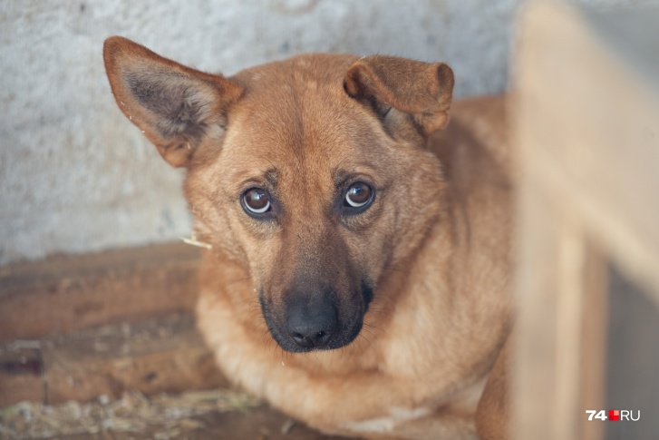 «Наш дом» будет заниматься содержанием бездомных собак в Челябинске до 31 декабря