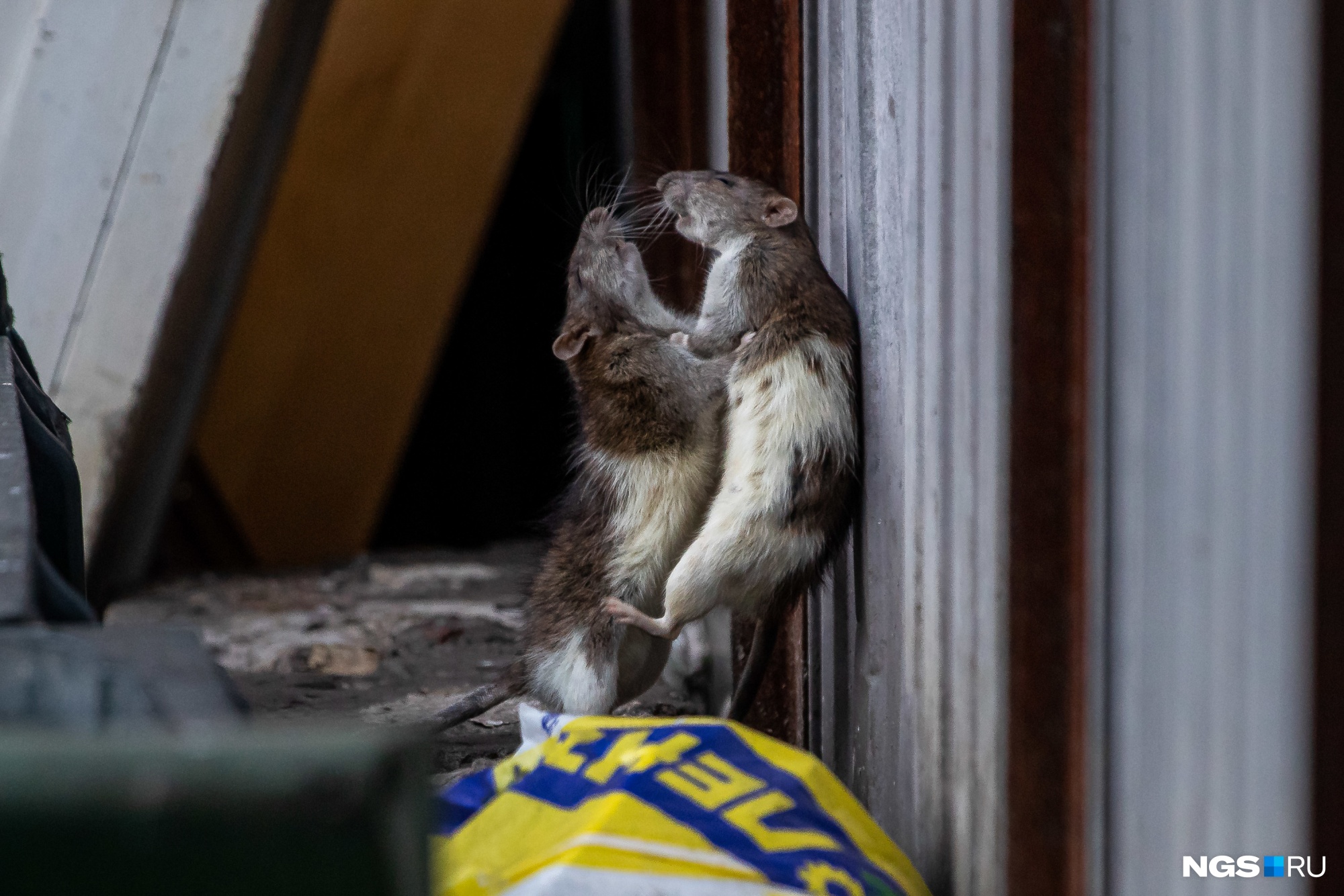 В центре Новосибирска заметили семью крыс около мусорных контейнеров — впечатляющие фотографии