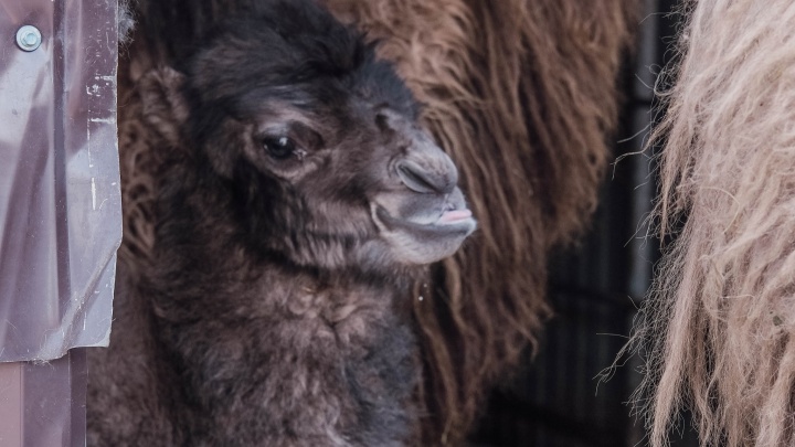 В тюменском зоопарке родился верблюжонок — читатели 72.RU выбирают ему имя