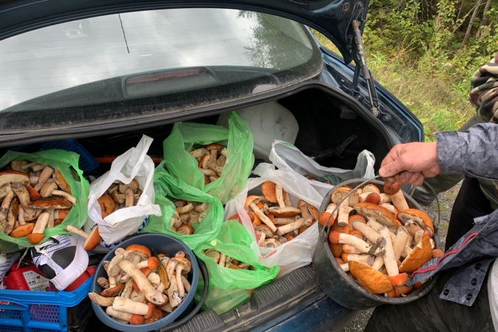 Такой урожай грибов собрали в Нижнетуринском районе