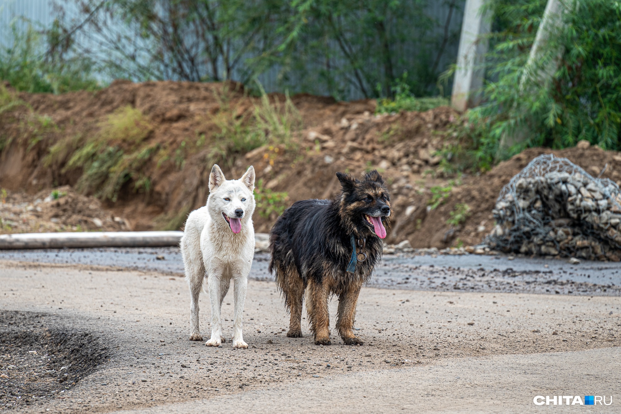 Жители Читы написали жалобу на фирму «Пять звезд», которая отлавливает собак