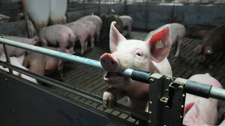 В Татарстане обнаружили случай африканской чумы свиней. Власти замалчивают эпидемию?