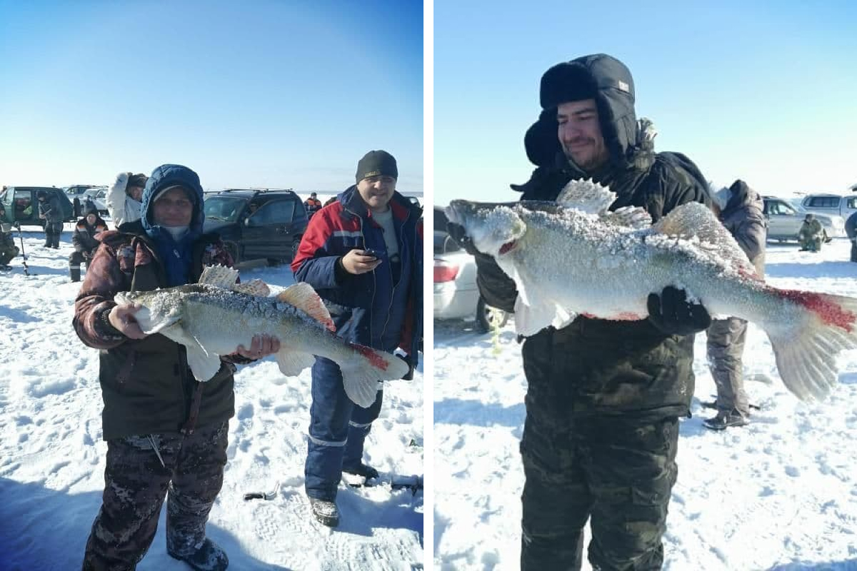 Сибиряк поймал огромного судака в Обском море — рыбаки устроили с ним фотосессию