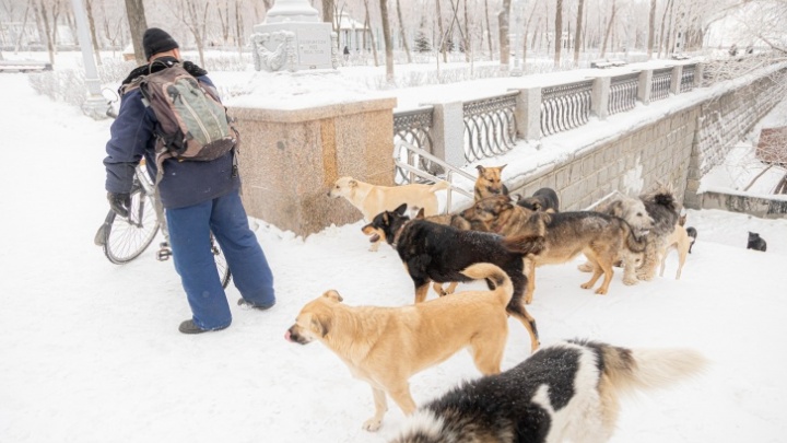 Власти Челябинской области после серии нападений псов на людей предложили изменить закон об отлове животных