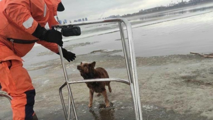 В центре Казани едва не утонула собака. Она дрейфовала на льдине
