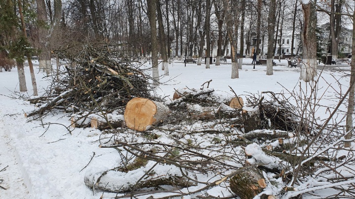 В Демидовском сквере Ярославля спилили 25 деревьев