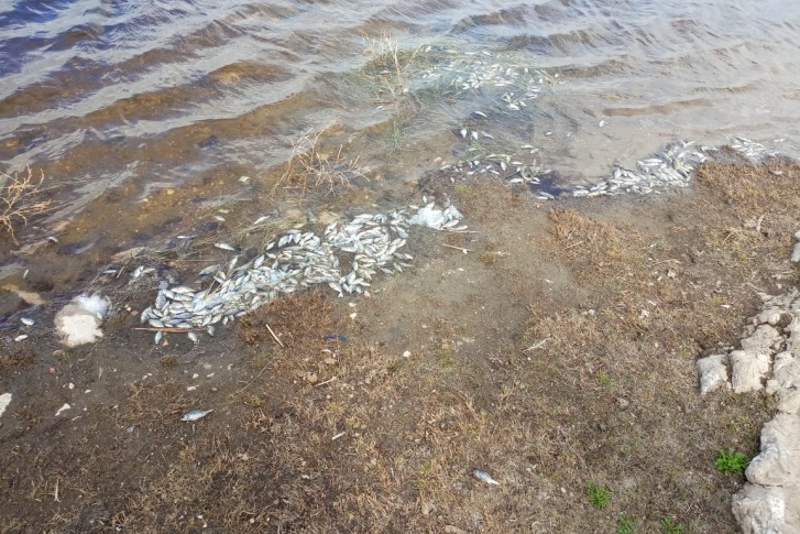 На реке Таштуй погибла рыба