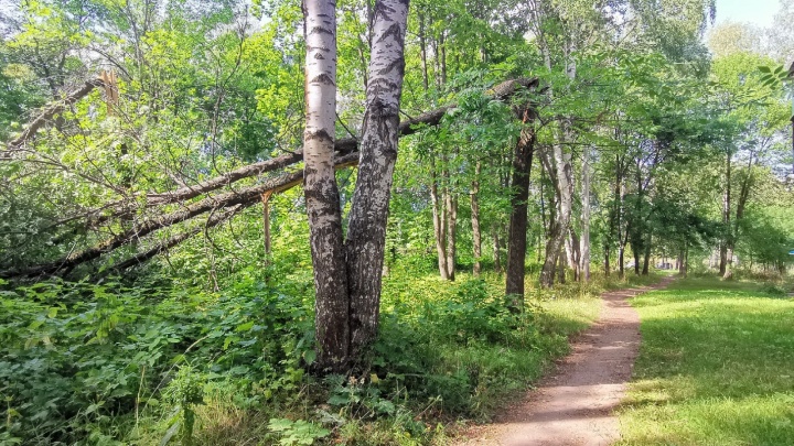 Деревья сломаны пополам: жители Ярославской области показали последствия грозы и урагана