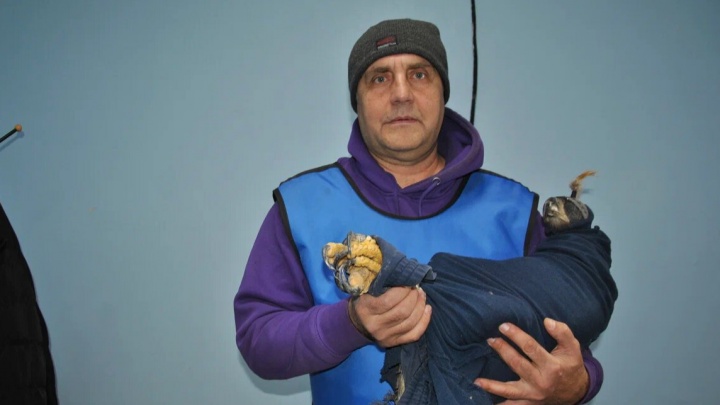 В Екатеринбург привезли спасать орлана с переломанными крыльями. Трогательное видео