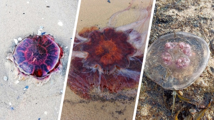 Северяне фотографируют медуз в Белом море: смотрим яркие снимки
