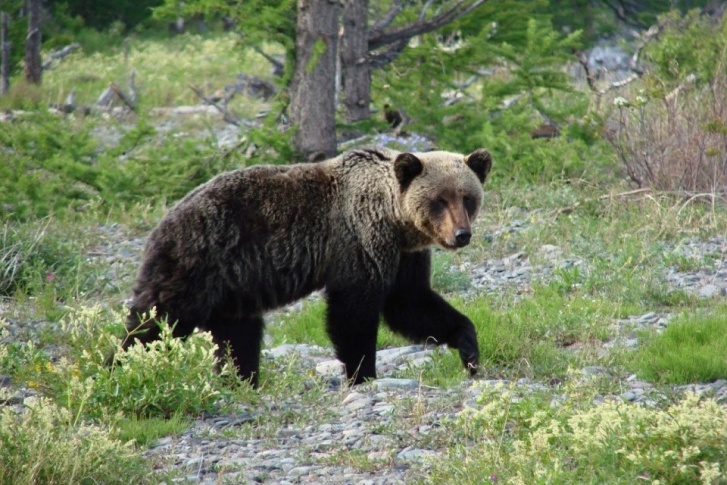 Туристы встретились с медведицей и медвежонком на «Большой Байкальской тропе»