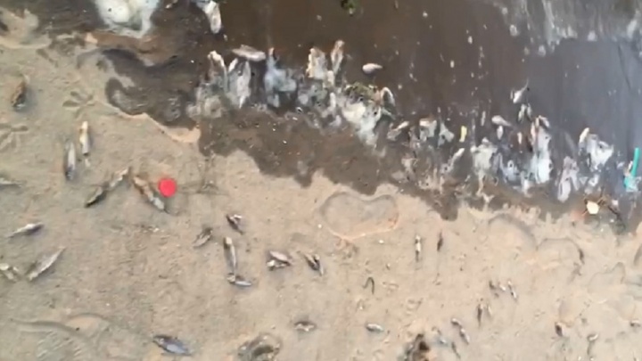 Пермяки пожаловались на массовую гибель рыбы в Каме