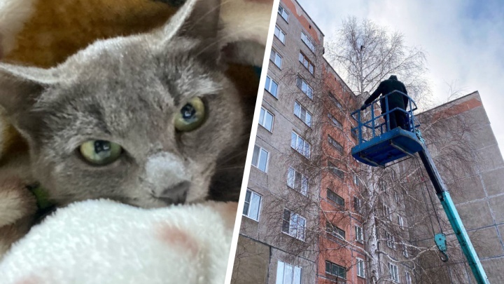 «В МЧС, конечно, только людей спасают»: в Магнитогорске несколько часов снимали кошку с дерева