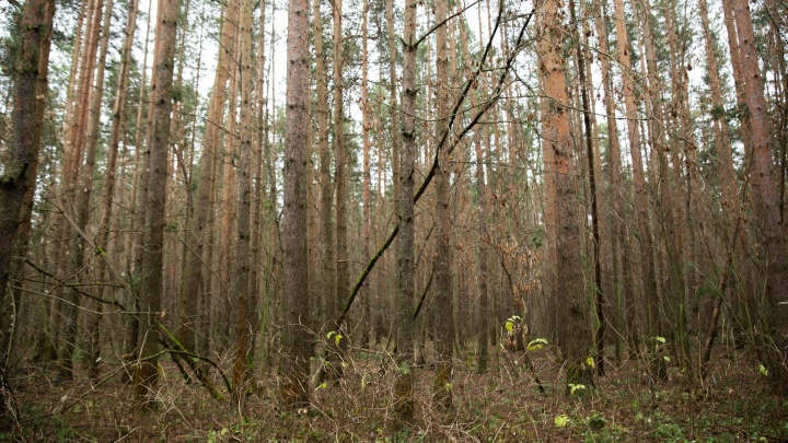 Ярославцам запретили ходить в лес