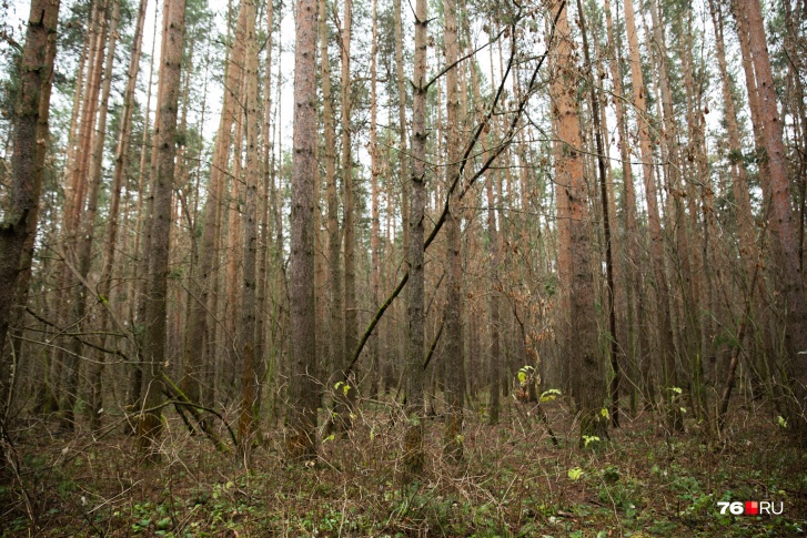 В Ярославской области введен запрет на посещение лесов