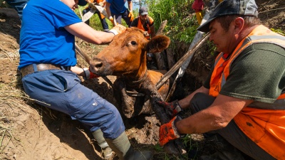 Вытягивали Зорьку руками. Фоторепортаж о том, как в Перми спасали корову, провалившуюся в ливневку у железной дороги