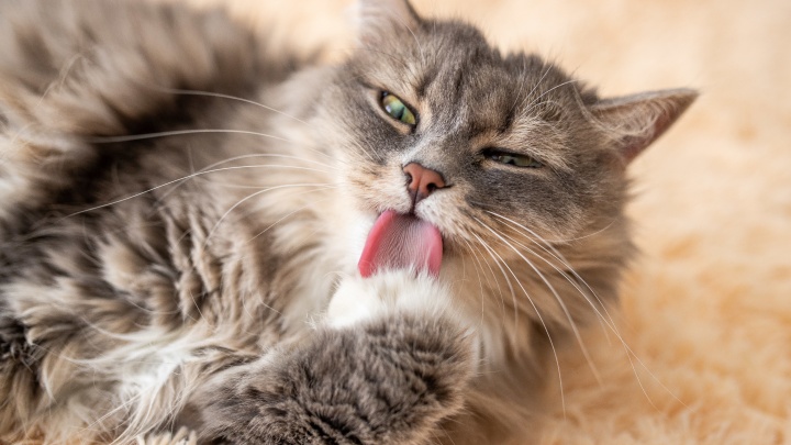 «По мнению кошек, люди — глупые существа»: зоопсихолог ответила на главные вопросы о домашних пушистиках
