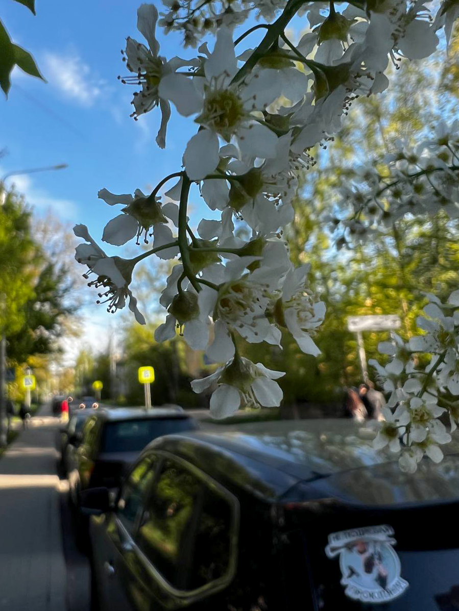 Цветущий Петербург