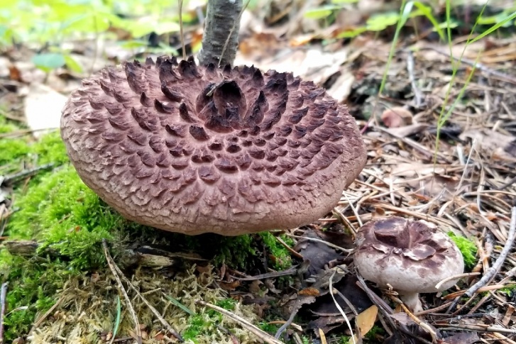 Такой гриб встретили в лесу под Новоуральском