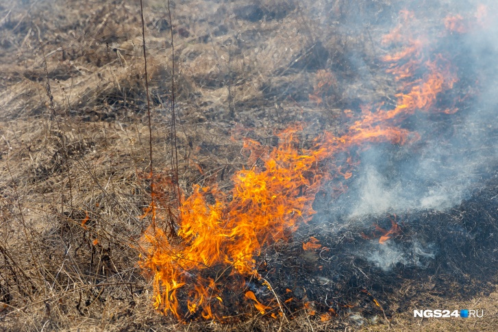 Штрафы для поджигателей леса в Красноярском крае выросли в 10–20 раз