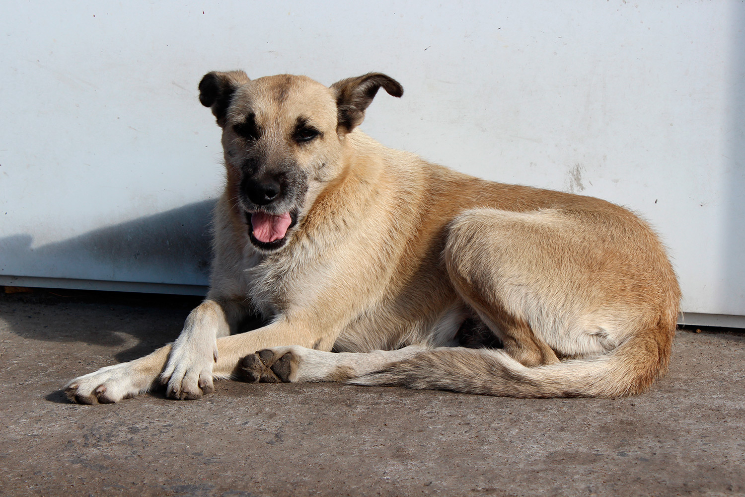 Фирма «Пять звезд» будет ловить собак в Чите до конца 2022 года