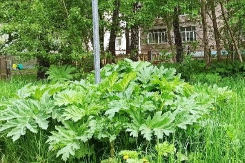Растет рядом с садиками: города Ярославской области зарастают ядовитым борщевиком