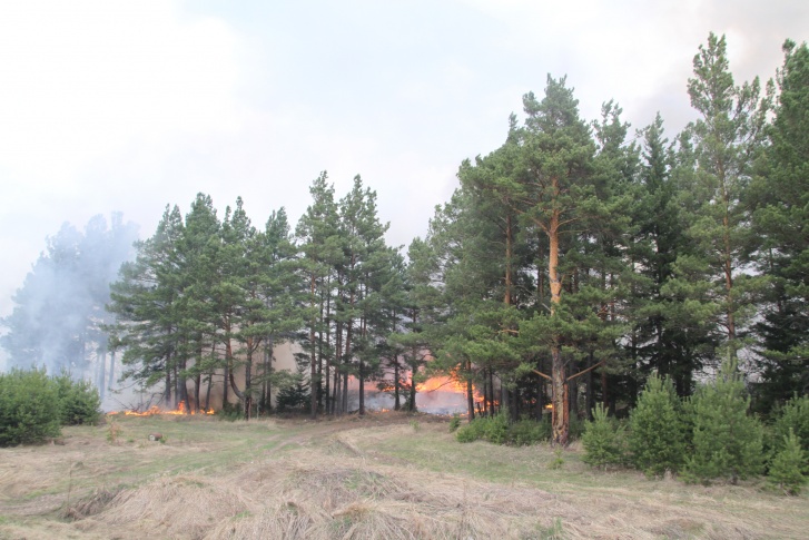 Крупный лесной пожар в Усть-Удинском районе мог начаться из-за поджога