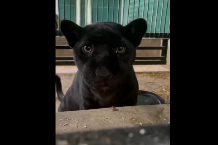 Молодая черная пантера Шанель поселилась в Иркутской зоогалерее
